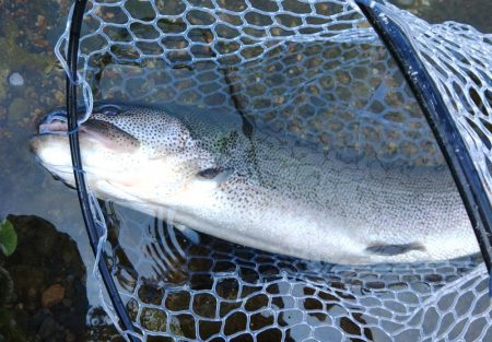 がら空きのフィッシングパーク高島の泉
